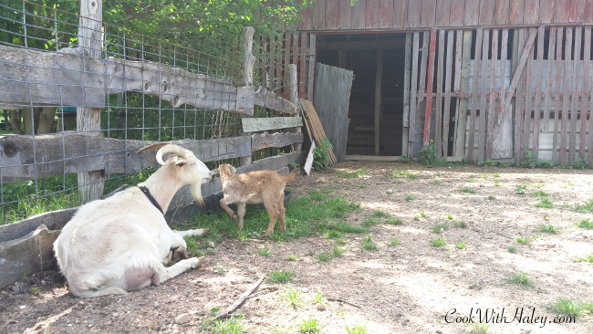 Mother and kid at Green Gate Farms in Austin, Tx.