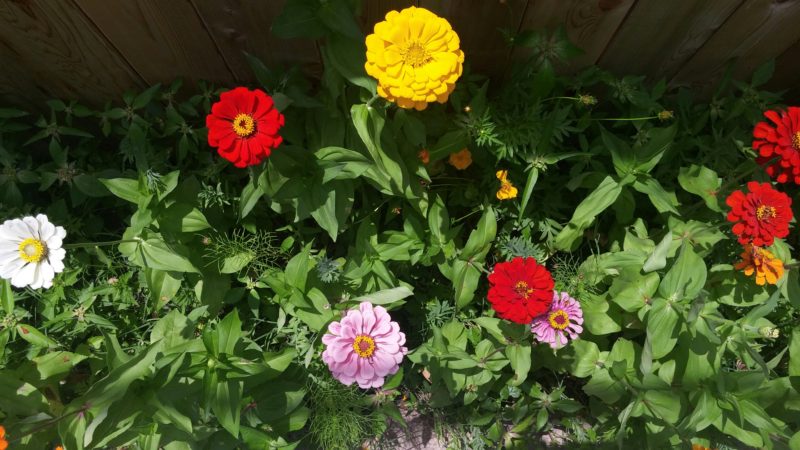 Flowers for Orlando